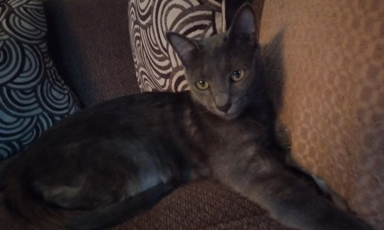 Sam Sawet Cat