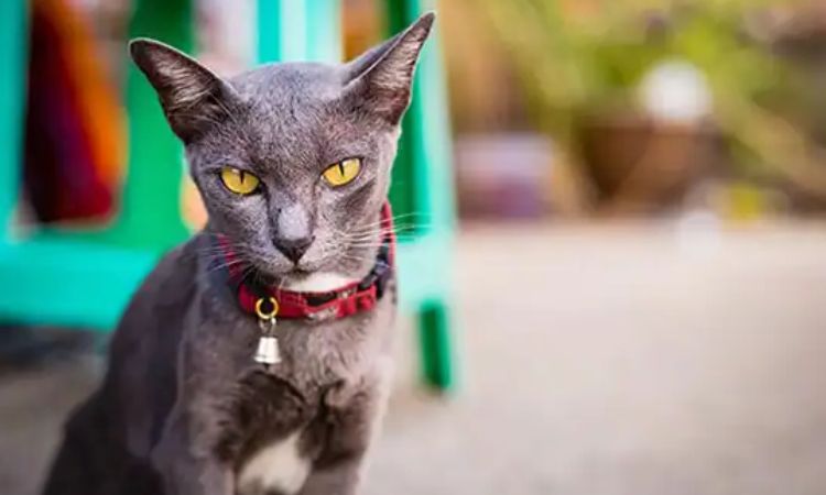 Sam Sawet Cat