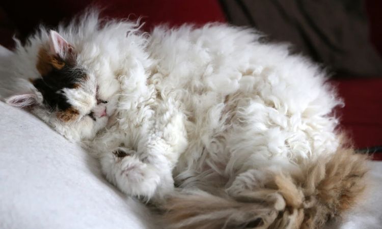 Comprehensive Selkirk Rex Care and Grooming