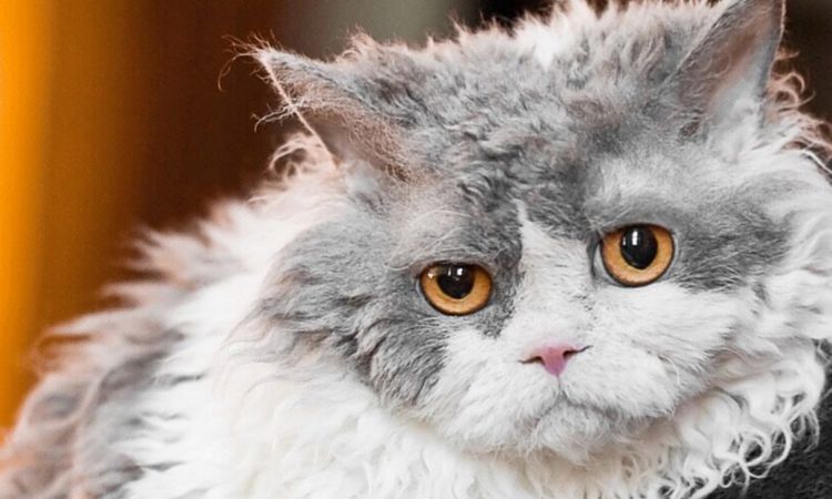 Selkirk Rex Cat