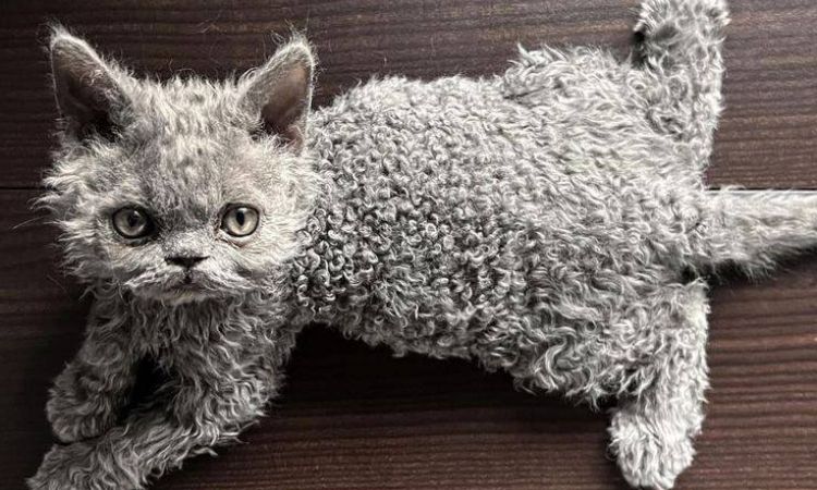 Selkirk Rex Cat