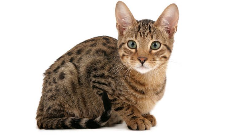 serengeti cat personality