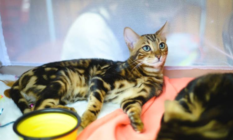 Care and Health of the Serengeti Cat