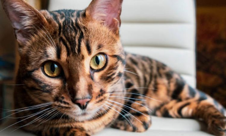 Serengeti Cat