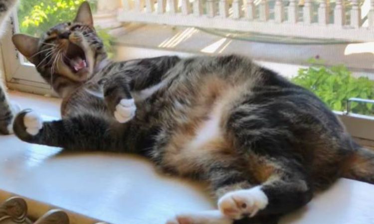 How to Identify a Sokoke Cat
