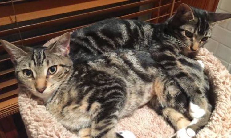 Sokoke Cat