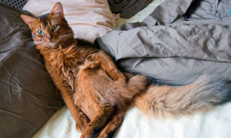 Somali Cat