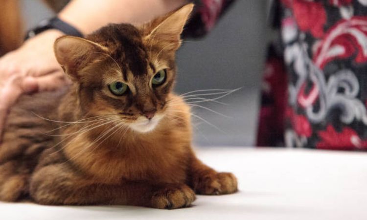 are somali cats hypoallergenic