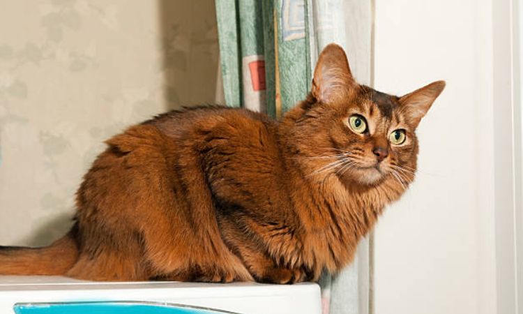 Somali Cat