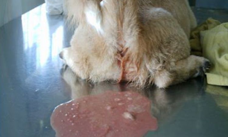 dog diarrhea home remedies US
