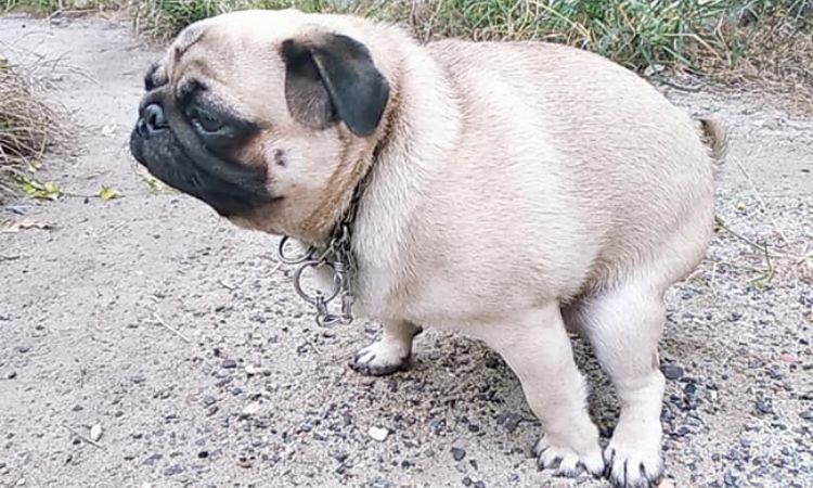 what can i give my dog for diarrhea otc