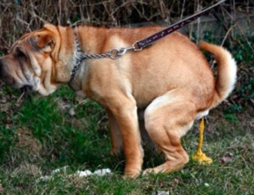 Stop Dog Diarrhea Fast: Best Home Remedies, OTC Medicine, and Vet-Approved Tips