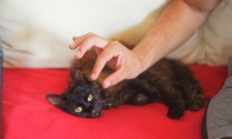 york chocolate cat