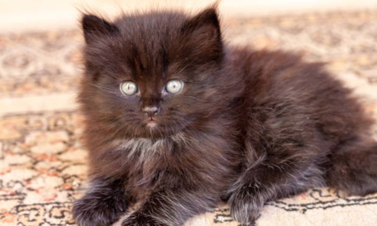 york chocolate cat 