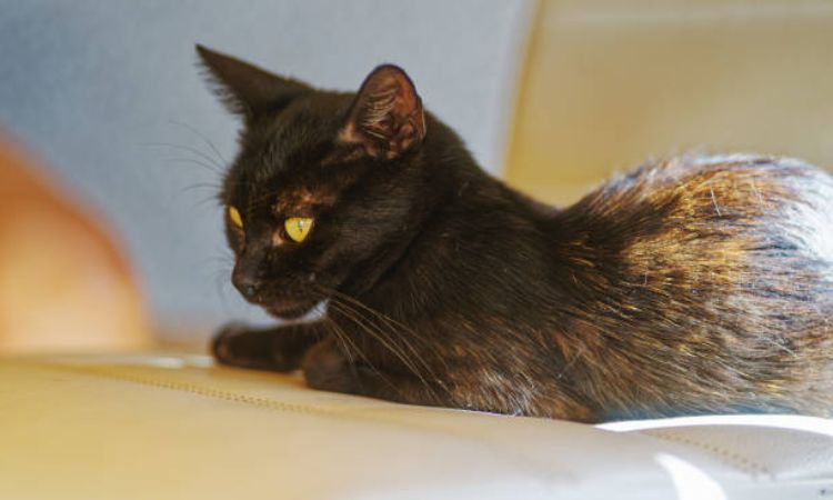 York Chocolate Cat