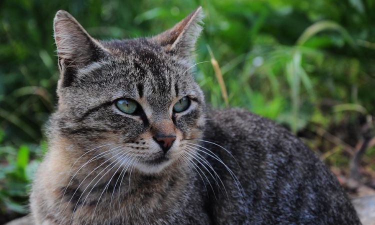 Nature-Inspired Names