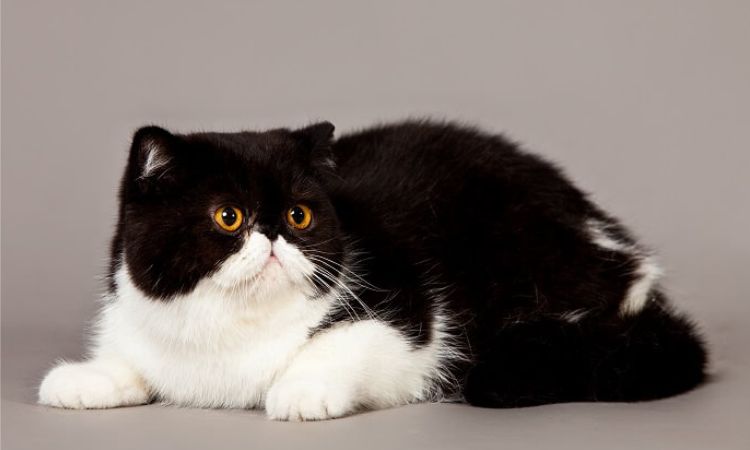 Exotic and International Names