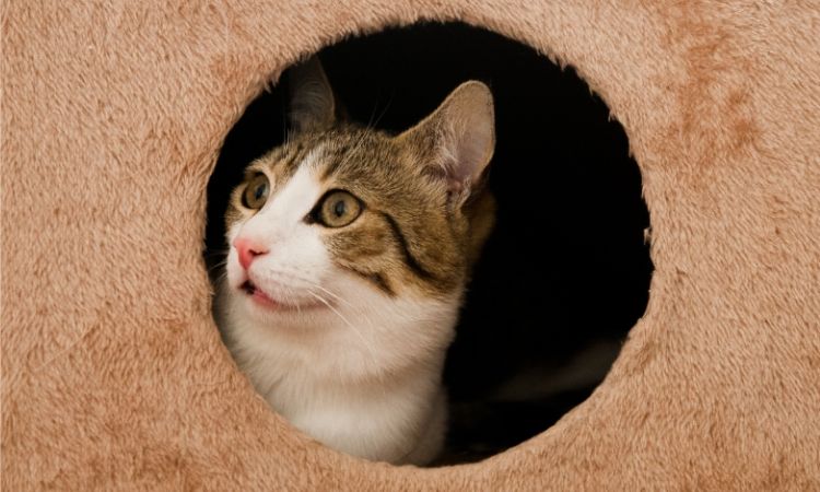 Classic and Elegant Names