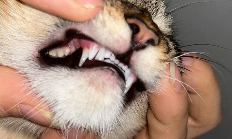 how many adult teeth do cats have