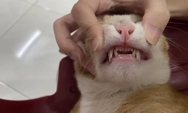 when do cats get adult teeth