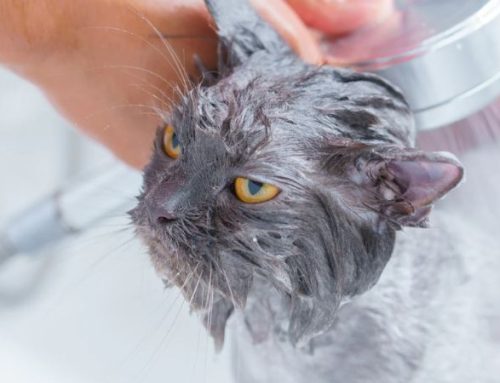 10 Best Antifungal Shampoo for Cats in 2025 (Vet-Approved Reviews)