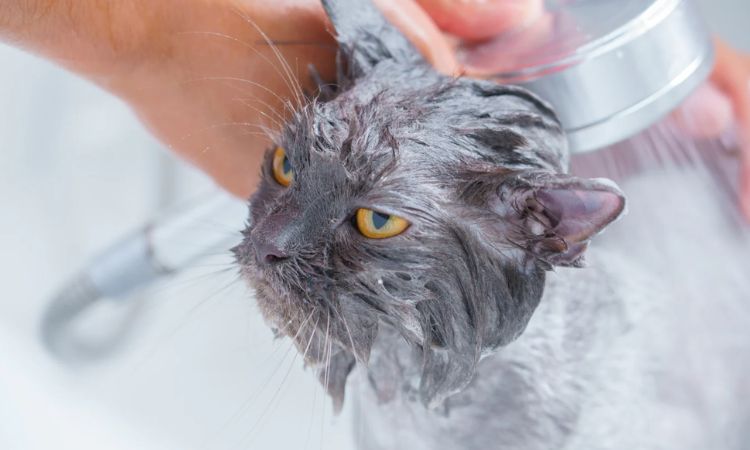 Antifungal Shampoo for Cats