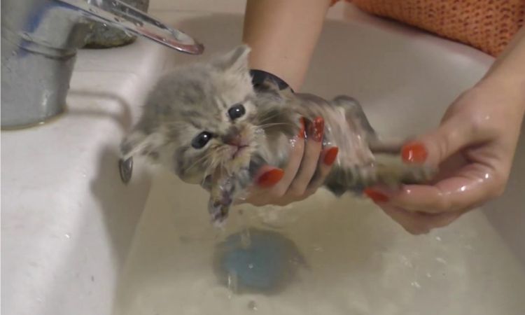 How to bathe a kitten without scaring it