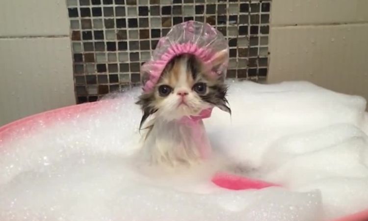 can bathing a kitten kill it
