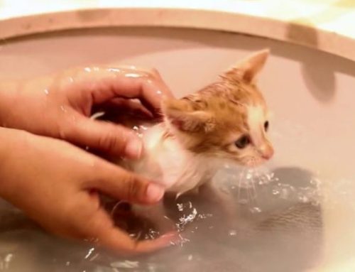 Bathing a Kitten Safely: A Step-by-Step Guide to Technique, Frequency, and Avoiding Fatal Mistakes