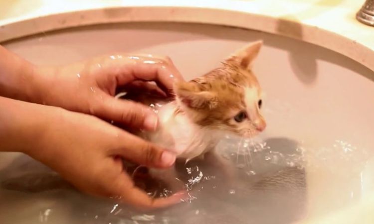 Bathing a Kitten Safely