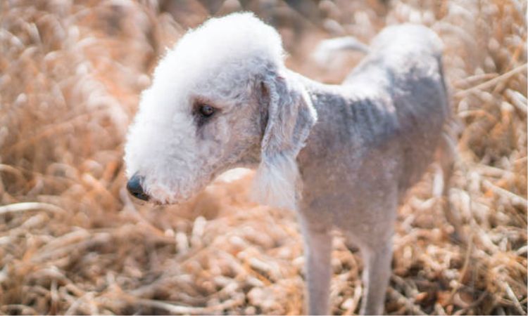 bedlington terrier size