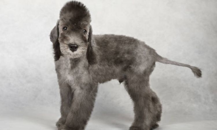 Bedlington Terrier