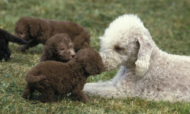 Bedlington Terrier