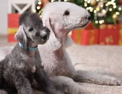 Bedlington Terrier: Size, Temperament, and Care Guide
