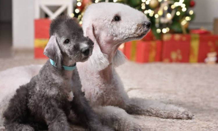 Bedlington Terrier
