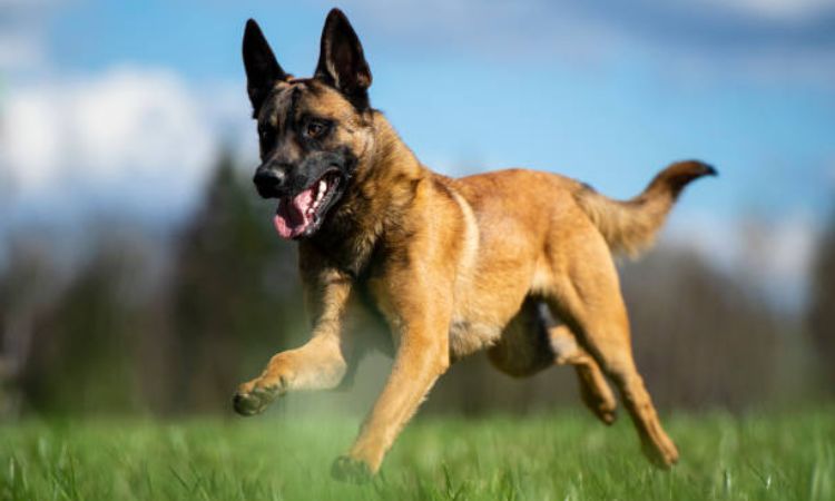 belgian shepherd size