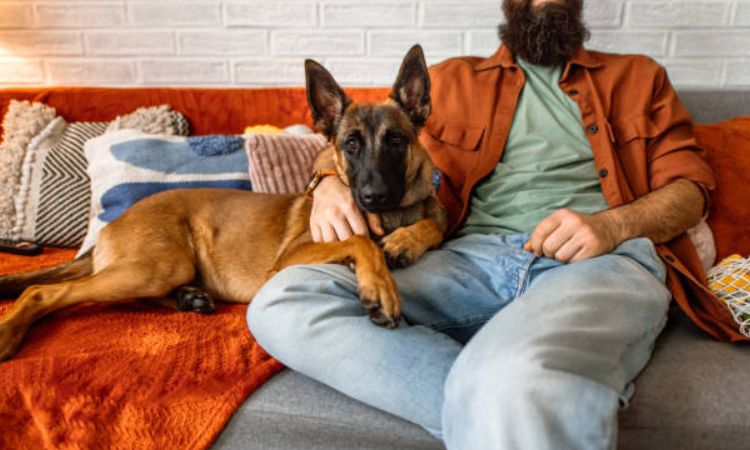 Belgian Shepherd Temperamen