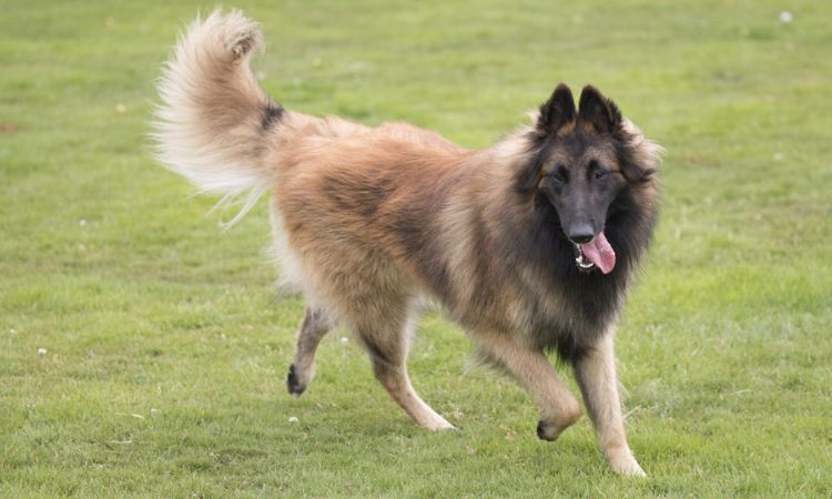 Grooming and Coat Care by Variety