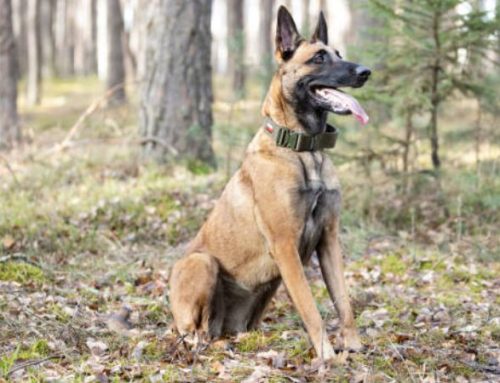 Belgian Shepherd: Size, Temperament, and the Ultimate Guide to Owning This Majestic Breed