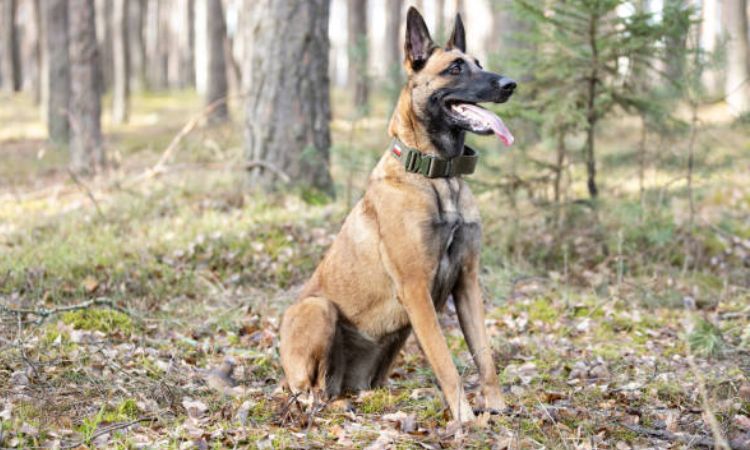 Belgian Shepherd