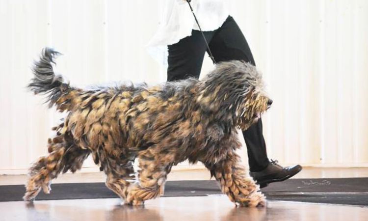 bergamasco shepherd temperament