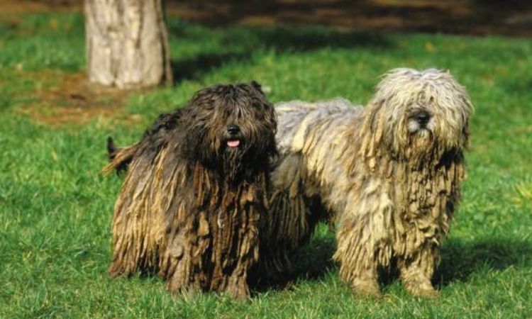 Is the Bergamasco Right for You?