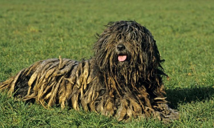 Bergamasco Shepherd
