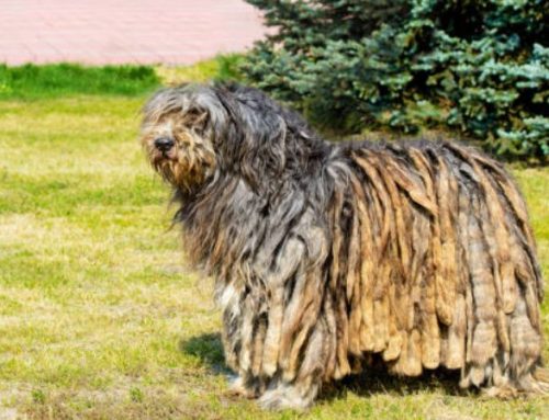 The Bergamasco Shepherd: Size, Temperament & Price Guide for 2026