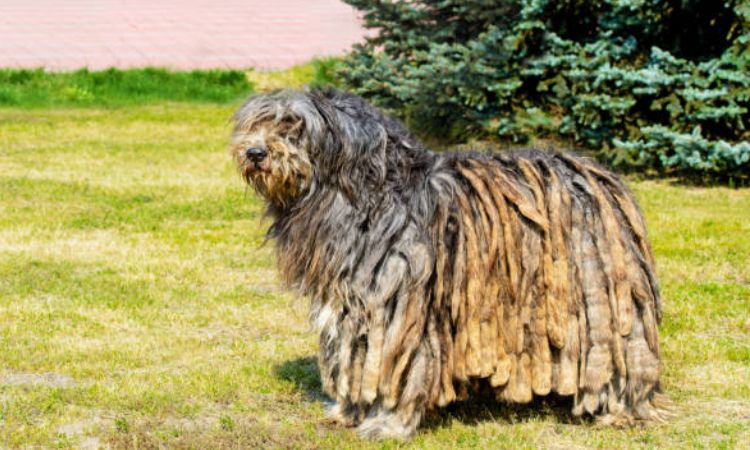 Bergamasco Shepherd