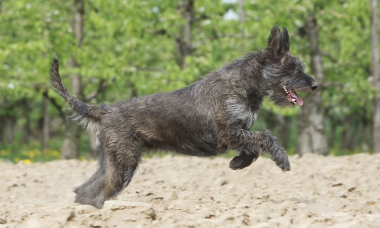 Characteristics of Berger Picard