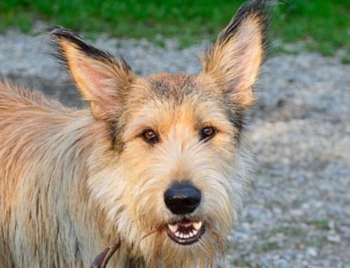 Berger Picard: The Ultimate Guide to History, Temperament, and Care of the Rough-Coated Sheepdog