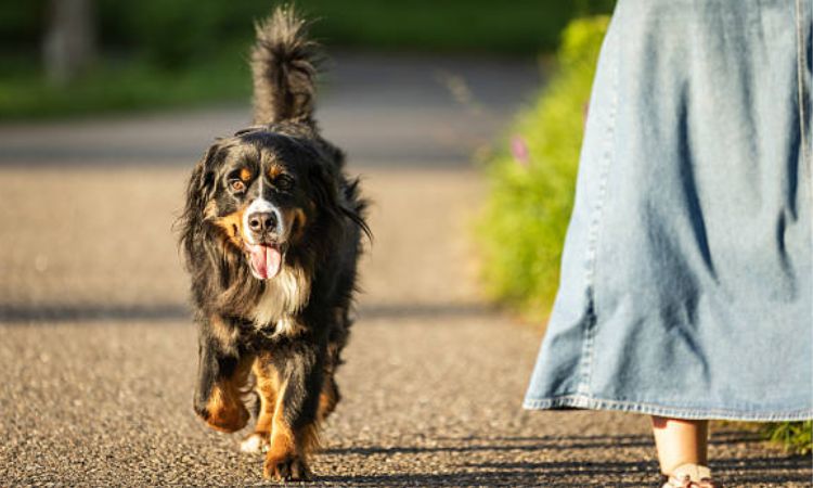 Bernese Mountain Dog