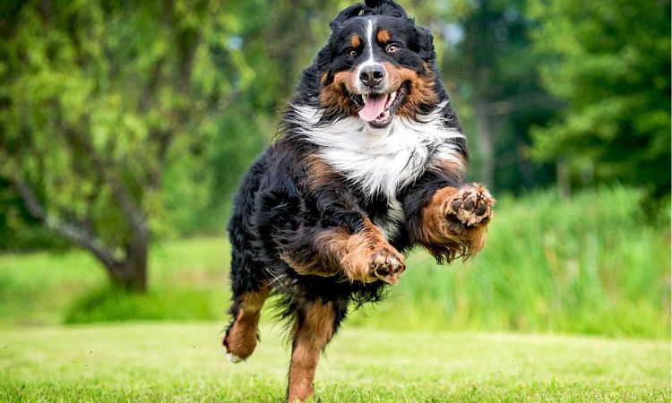 Bernese Mountain Dog