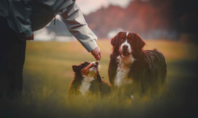 Bernese Mountain Dog